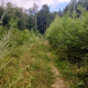 Waldweg